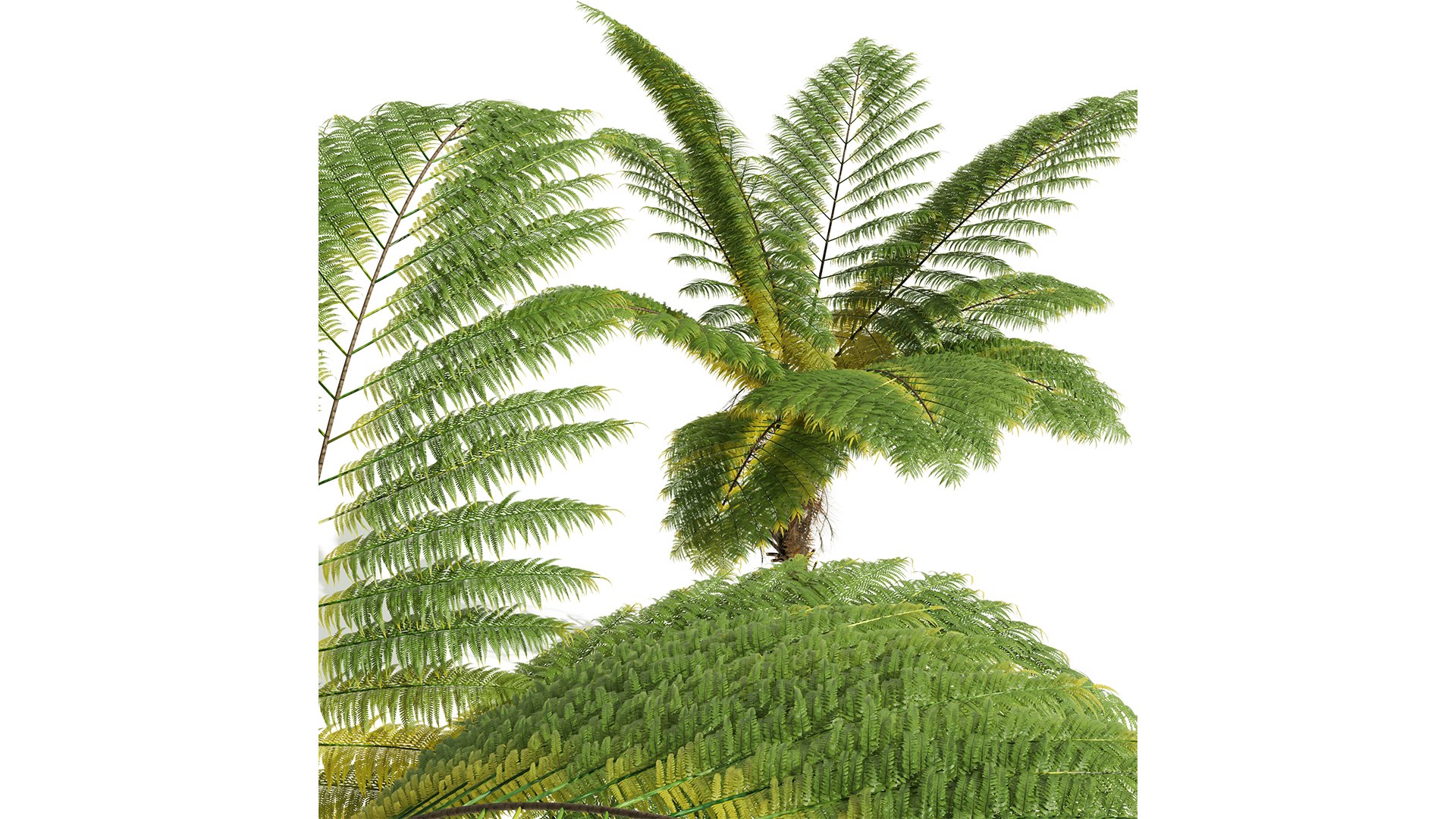 3D model Alsophila Spinulosa Fern Tall https://p.turbosquid.com/ts-thumb/ql/A8wIcE/xB/z04/png/1716555502/1920x1080/fit_q87/c7a209c168d638d742ba1436d694d308b6f7fde5/z04.jpg