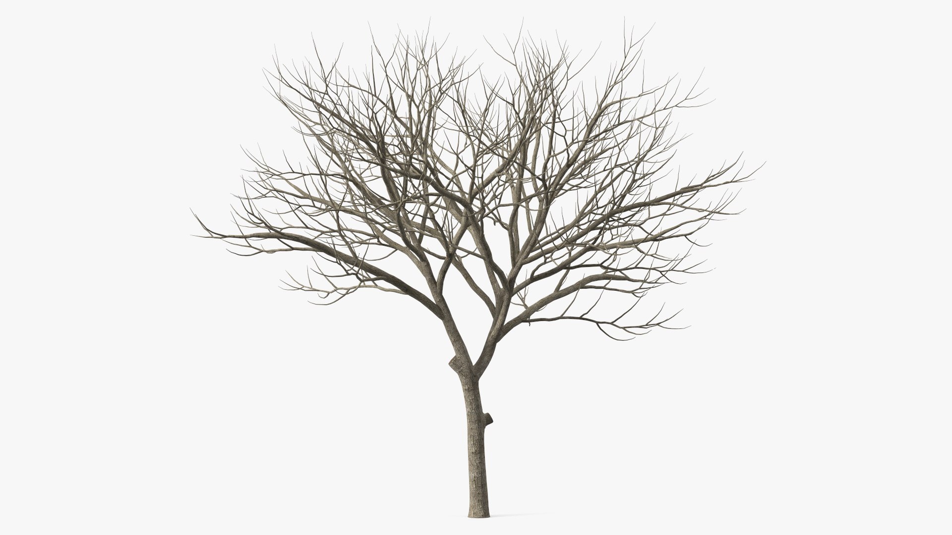 Peltophorum Pterocarpum Trunk 3D model preview