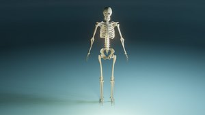 skeleton rigged 3D model