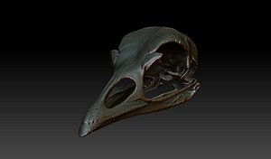 3d model skull turkey