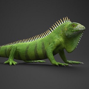 Realisic Iguana Reptile