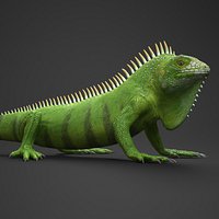 Realisic Iguana Reptile