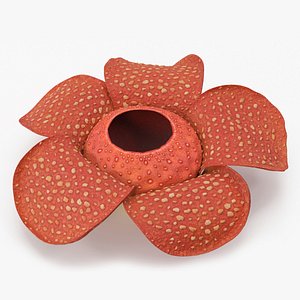 Rafflesia Flower