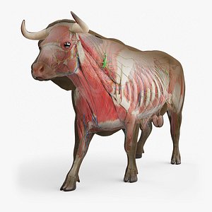 Full Bull Anatomy Animated 3D model