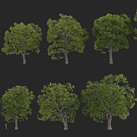 Quercus macrocarpa - Bur Oak 3D model