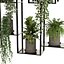 Indoor hanging Plants 2