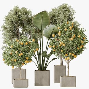AV Indoor plants set 165 Arbequina Wilsonii Chemlali Olive and Mandarin Citrus Fruit Orange and Rave