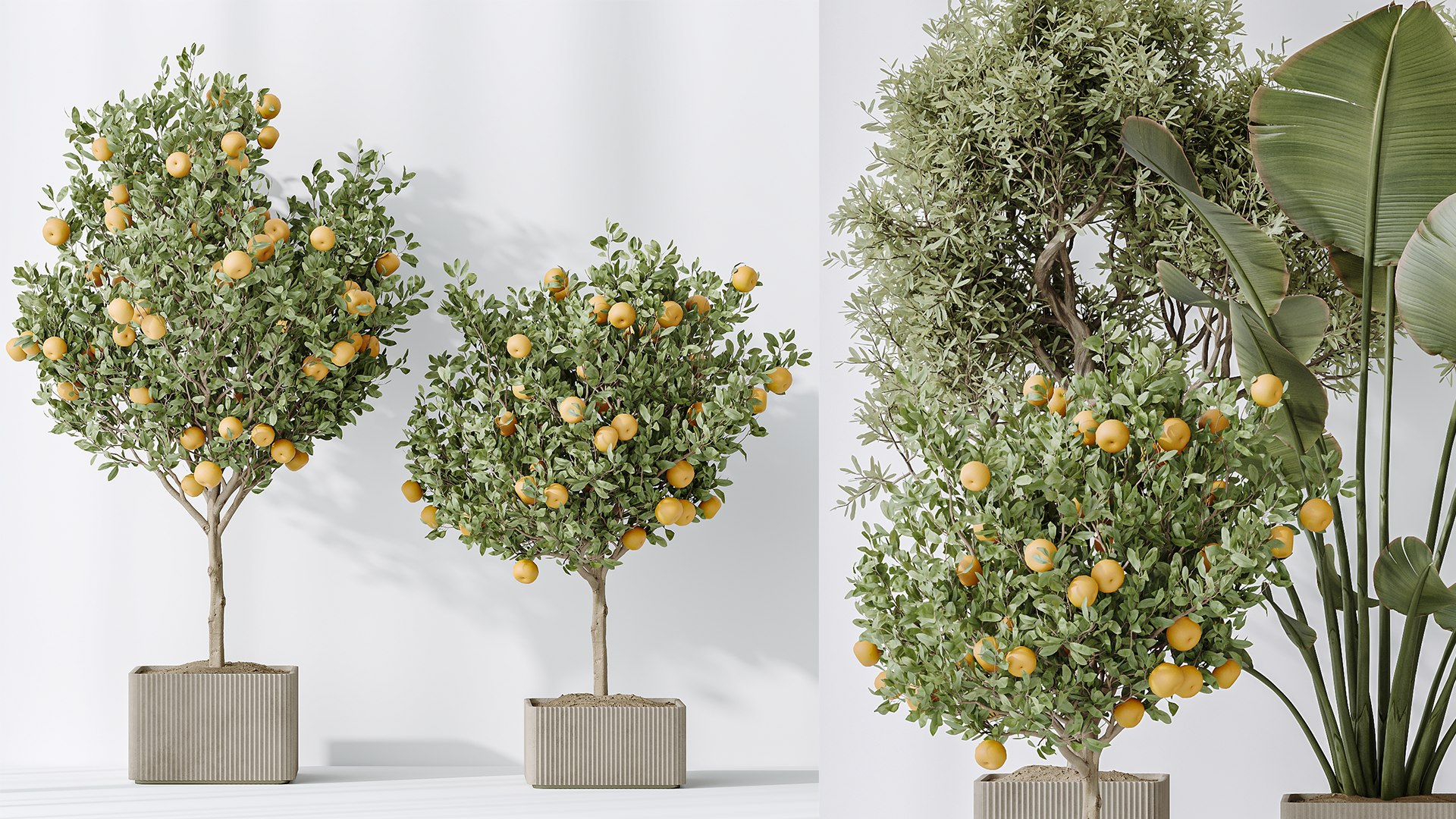 3D AV Indoor Plants Set 165 Arbequina Wilsonii Chemlali Olive And ...