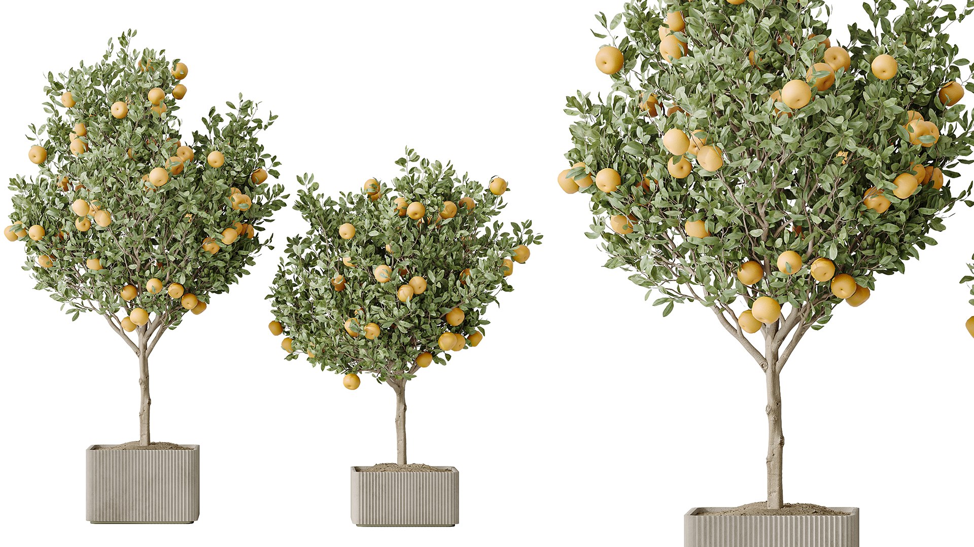 3D AV Indoor Plants Set 165 Arbequina Wilsonii Chemlali Olive And ...