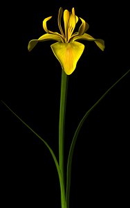 flower yellow iris 3d ma