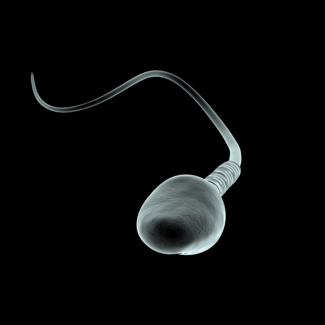 maya human sperm cell microscope