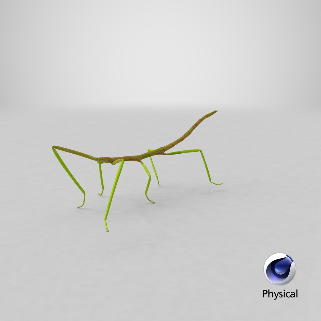 3D phasmatodea stick insect walking https://p.turbosquid.com/ts-thumb/ql/x1I5Tl/6P/stemcell_cinema_4d_physical_render/png/1647531675/1920x1080/fit_q87/e2d79d87393fa498030c16914553a63b2c185ca0/stemcell_cinema_4d_physical_render.jpg