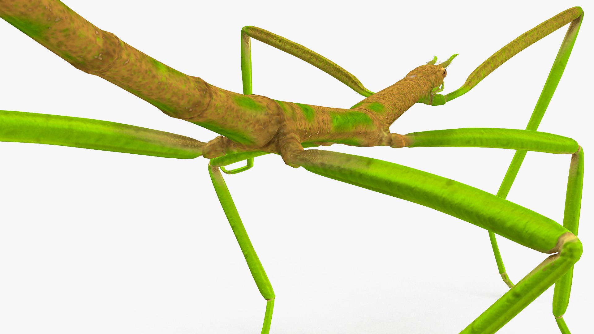 3D phasmatodea stick insect walking https://p.turbosquid.com/ts-thumb/ql/x1I5Tl/CpksQVSM/phasmatodeastickinsectwalkingc4dmodel010/jpg/1573077612/1920x1080/fit_q87/e55eda5f7054c7e9b419161b3d69d5950c198e24/phasmatodeastickinsectwalkingc4dmodel010.jpg