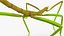 Phasmatodea Stick Insect Walking