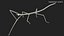Phasmatodea Stick Insect Walking