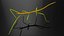 Phasmatodea Stick Insect Walking