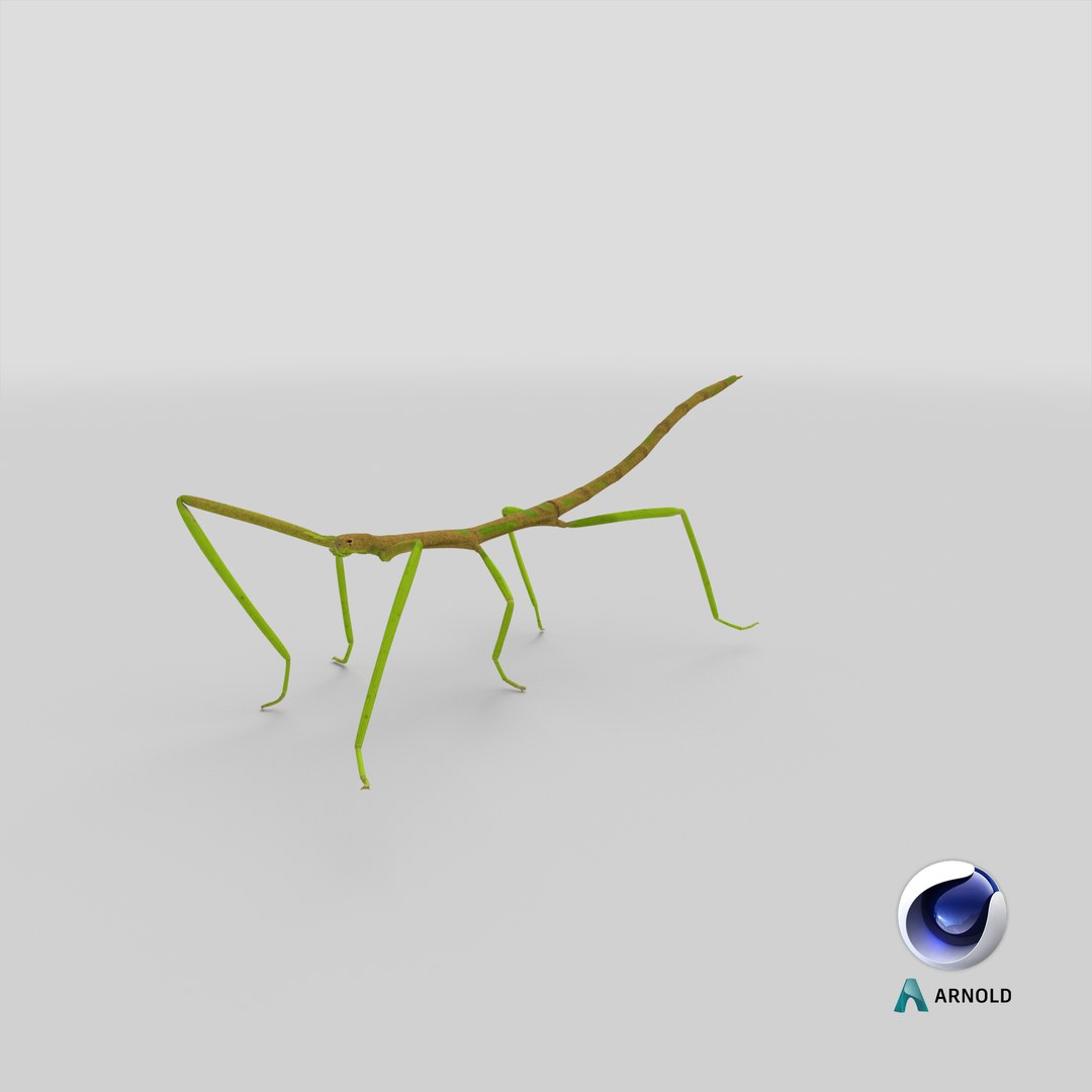 3D phasmatodea stick insect walking https://p.turbosquid.com/ts-thumb/ql/x1I5Tl/FQ/stemcell_cinema_4d_arnold_render/png/1647531677/1920x1080/fit_q87/3ac35fac4ecc76df7606a6bbe5f3544d8720104d/stemcell_cinema_4d_arnold_render.jpg