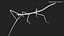 Phasmatodea Stick Insect Walking