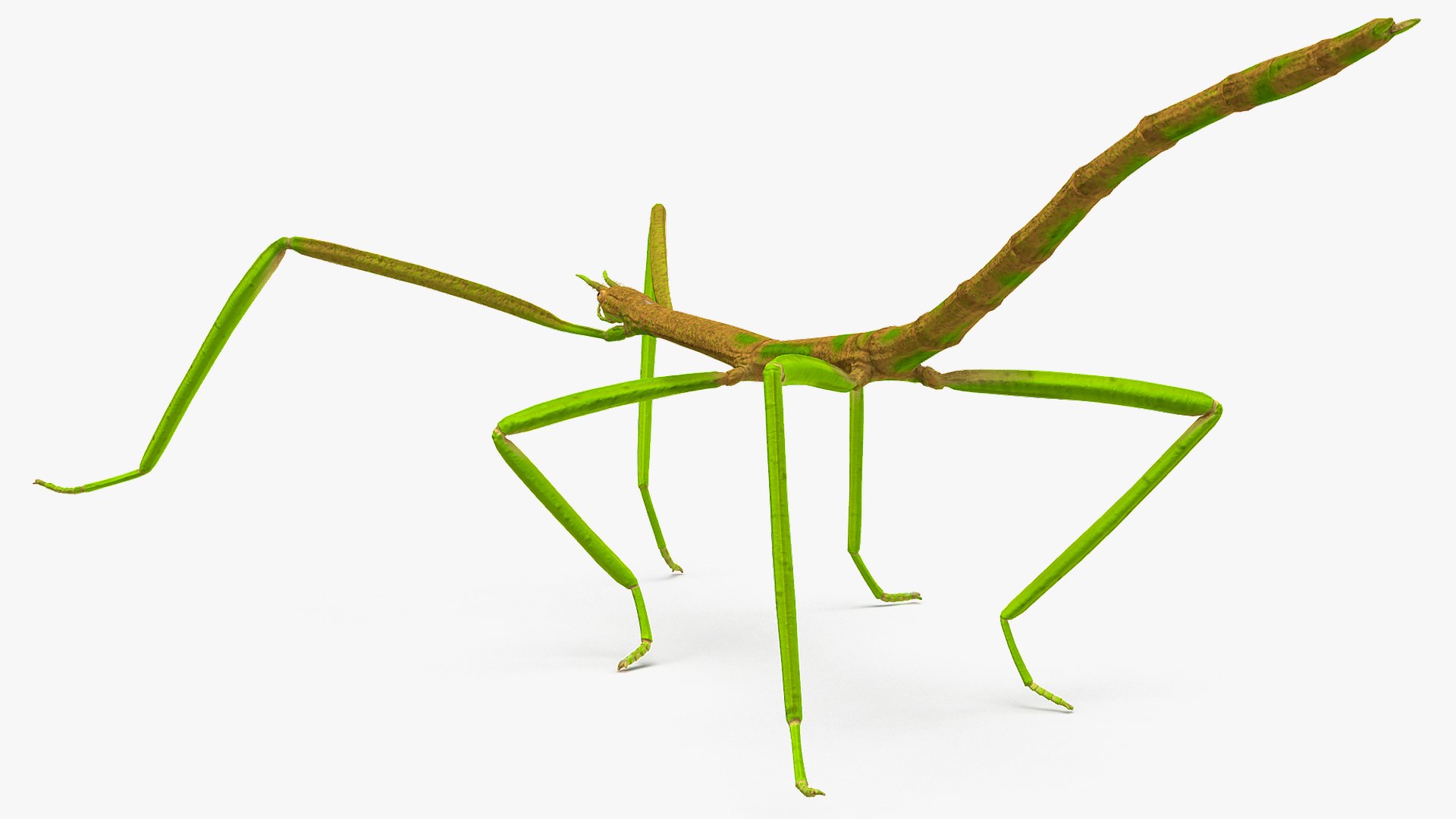 3D phasmatodea stick insect walking https://p.turbosquid.com/ts-thumb/ql/x1I5Tl/Gcw97mN6/phasmatodeastickinsectwalkingc4dmodel006/jpg/1573077591/1920x1080/fit_q87/06208dc3b722a7a51665a8a49a964b1e3732eb48/phasmatodeastickinsectwalkingc4dmodel006.jpg