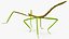 Phasmatodea Stick Insect Walking