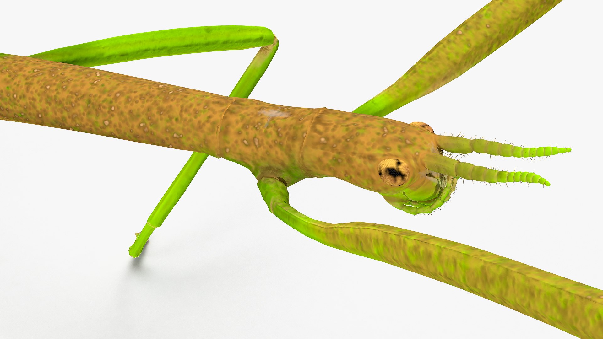 3D phasmatodea stick insect walking https://p.turbosquid.com/ts-thumb/ql/x1I5Tl/M6y8rvLS/phasmatodeastickinsectwalkingc4dmodel011/jpg/1573077617/1920x1080/fit_q87/684389271083809f807732d625cb5406c75312c6/phasmatodeastickinsectwalkingc4dmodel011.jpg