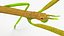 Phasmatodea Stick Insect Walking