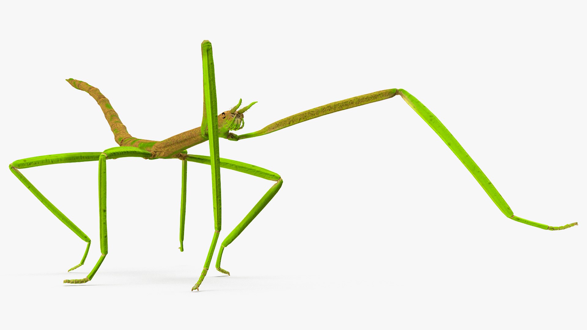 3D phasmatodea stick insect walking https://p.turbosquid.com/ts-thumb/ql/x1I5Tl/OPBFr64W/phasmatodeastickinsectwalkingc4dmodel005/jpg/1573077587/1920x1080/fit_q87/5ac4e568db4d06f2ca569f2f489ea4b7f8a281da/phasmatodeastickinsectwalkingc4dmodel005.jpg