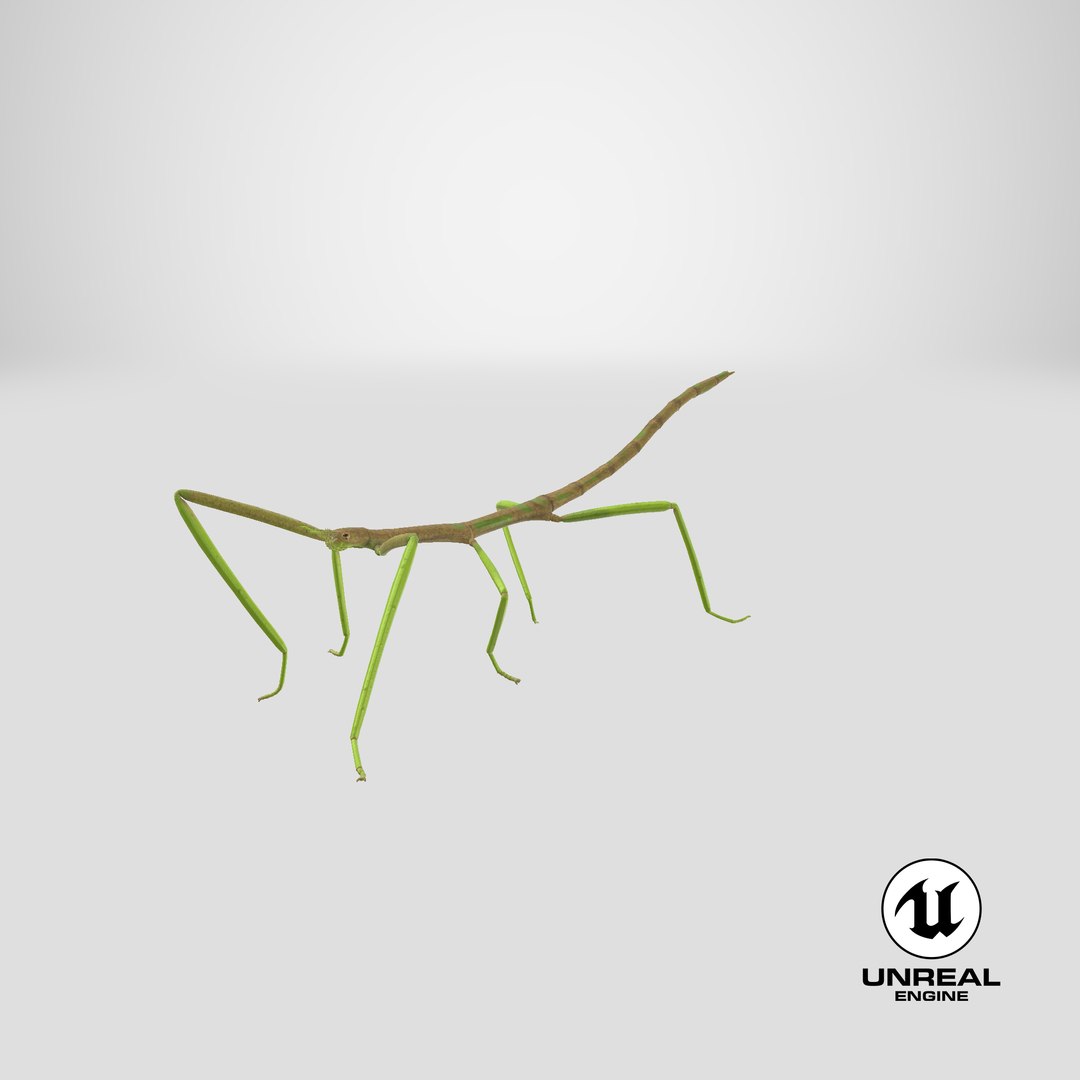 3D phasmatodea stick insect walking https://p.turbosquid.com/ts-thumb/ql/x1I5Tl/QP/stemcell_unreal_render/png/1647531680/1920x1080/fit_q87/b4bcddcfe4e6258a98f9c385a6a286b565923260/stemcell_unreal_render.jpg