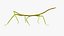 Phasmatodea Stick Insect Walking