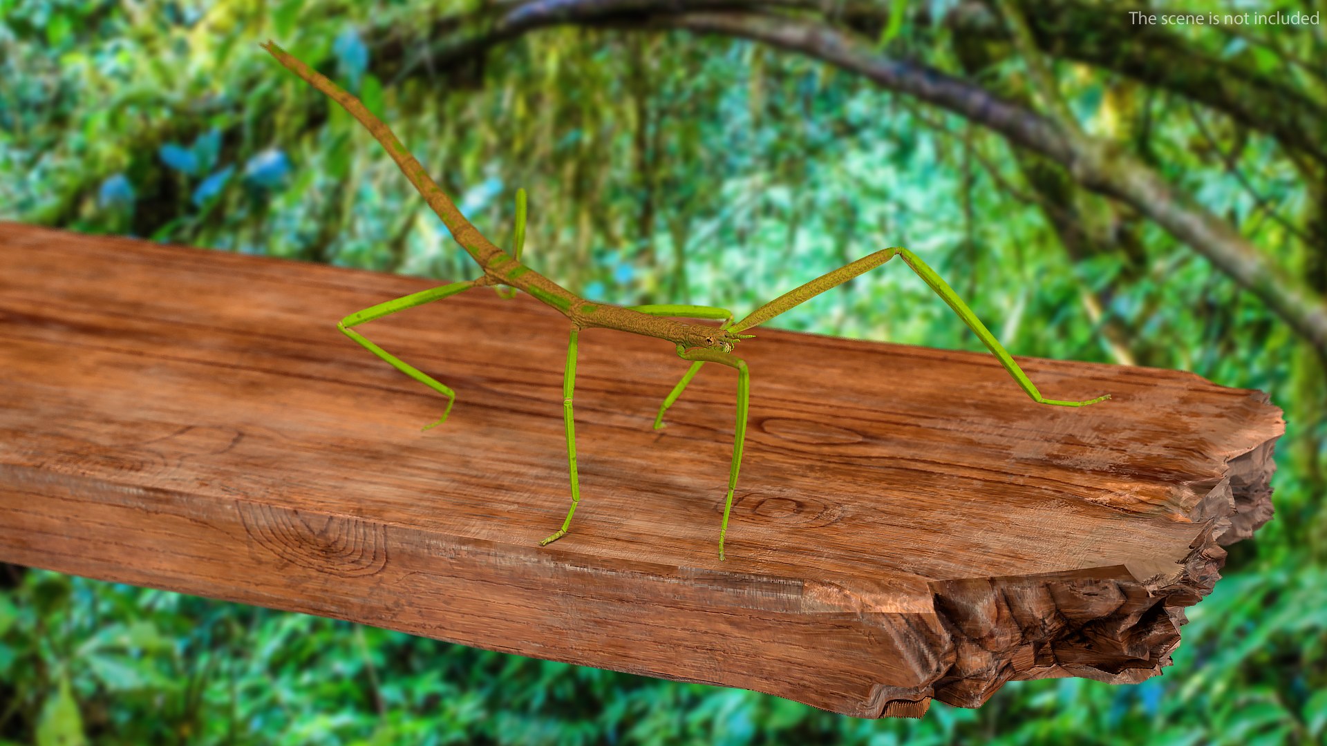 3D phasmatodea stick insect walking https://p.turbosquid.com/ts-thumb/ql/x1I5Tl/SpU8atPv/phasmatodeastickinsectwalkingc4dmodel002/jpg/1573077573/1920x1080/fit_q87/784a787ff7a5b3819ed18dcfc061880abb868737/phasmatodeastickinsectwalkingc4dmodel002.jpg