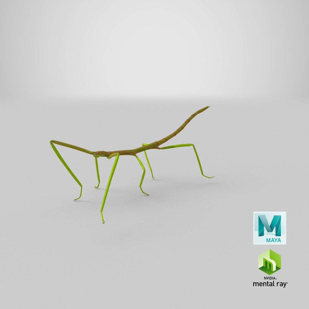 3D phasmatodea stick insect walking https://p.turbosquid.com/ts-thumb/ql/x1I5Tl/ae/stemcell_maya_mental_ray_render/png/1647531687/1920x1080/fit_q87/488b6dc653862d974a7f75dcff6a3a954ab461e4/stemcell_maya_mental_ray_render.jpg
