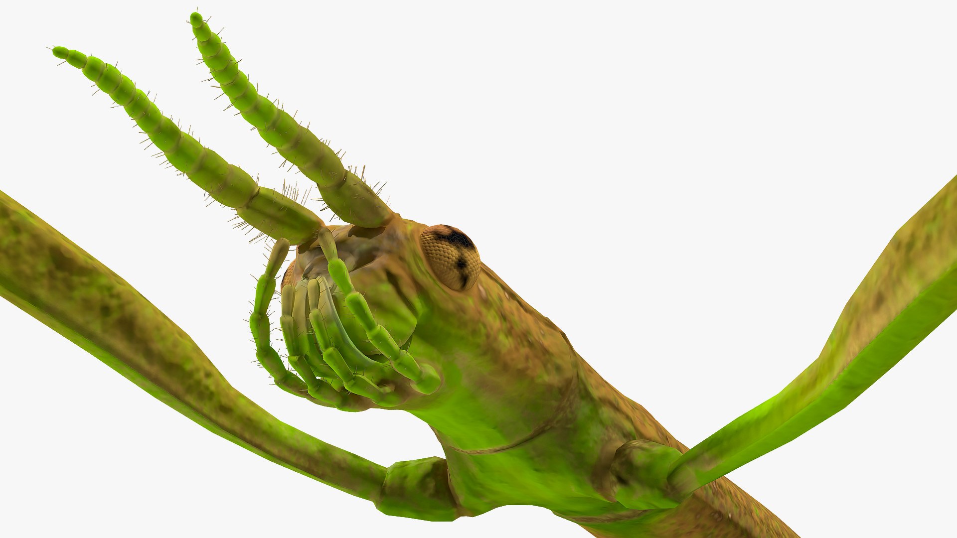 3D phasmatodea stick insect walking https://p.turbosquid.com/ts-thumb/ql/x1I5Tl/dITemnZM/phasmatodeastickinsectwalkingc4dmodel012/jpg/1573077622/1920x1080/fit_q87/fdd5e9e817df2233e5007e087b7d797634c90b90/phasmatodeastickinsectwalkingc4dmodel012.jpg