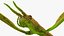 Phasmatodea Stick Insect Walking