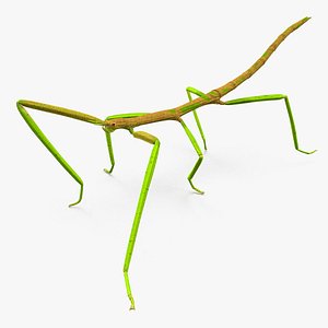 3D phasmatodea stick insect walking