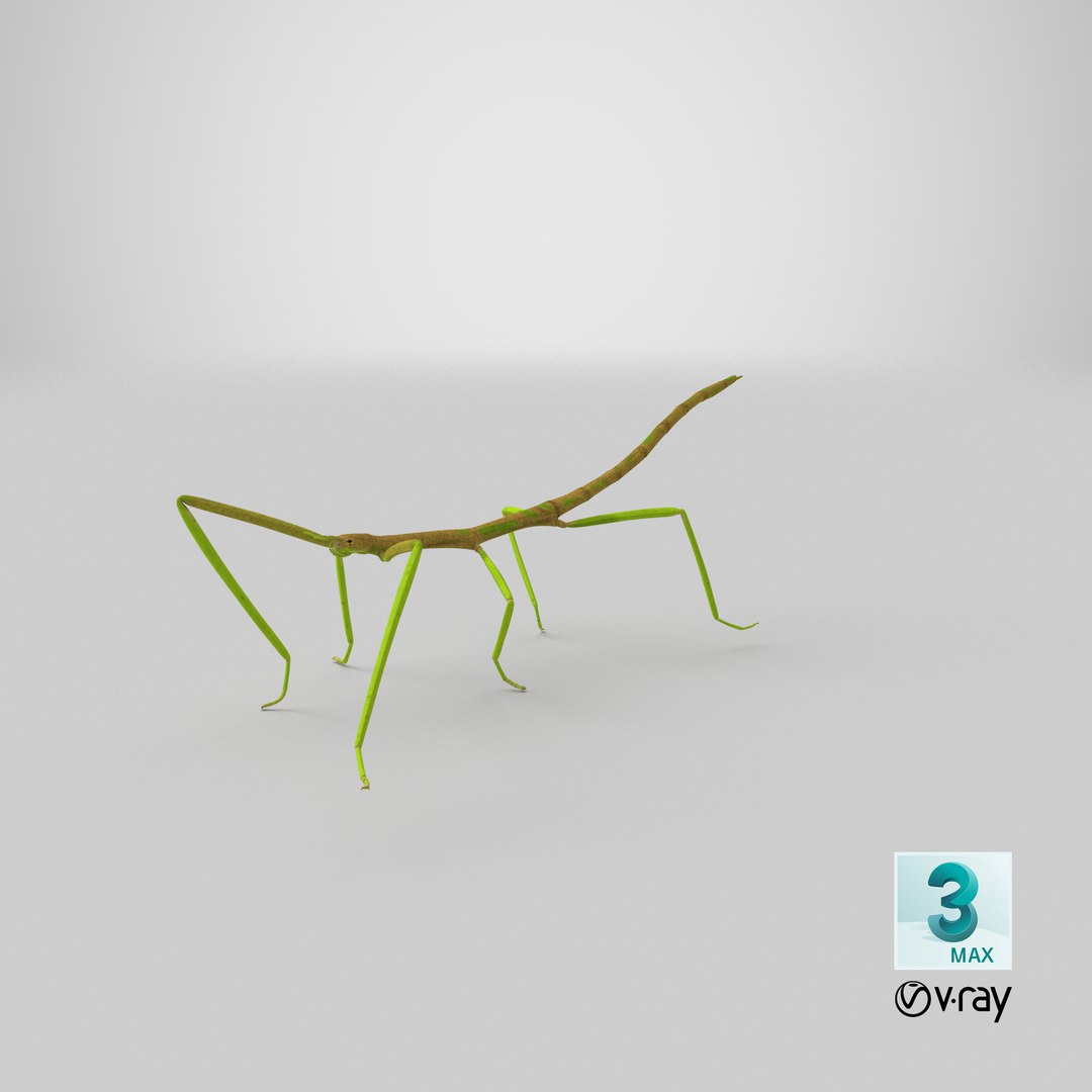 3D phasmatodea stick insect walking https://p.turbosquid.com/ts-thumb/ql/x1I5Tl/hl/stemcell_max_vray_render/png/1647531684/1920x1080/fit_q87/36cffa8157fbe4cff3ba13711811c21dfc9124cc/stemcell_max_vray_render.jpg