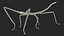 Phasmatodea Stick Insect Walking