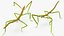 Phasmatodea Stick Insect Walking