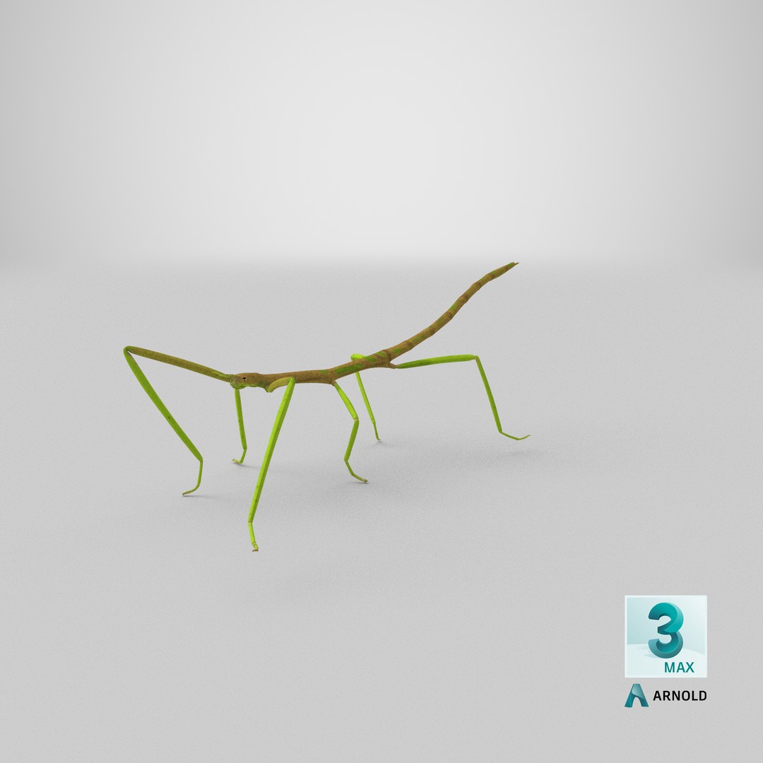 3D phasmatodea stick insect walking https://p.turbosquid.com/ts-thumb/ql/x1I5Tl/uJ/stemcell_max_arnold_render/png/1647531681/1920x1080/fit_q87/6453bc90ef76fa24aca30d7596a65baaf39eca62/stemcell_max_arnold_render.jpg