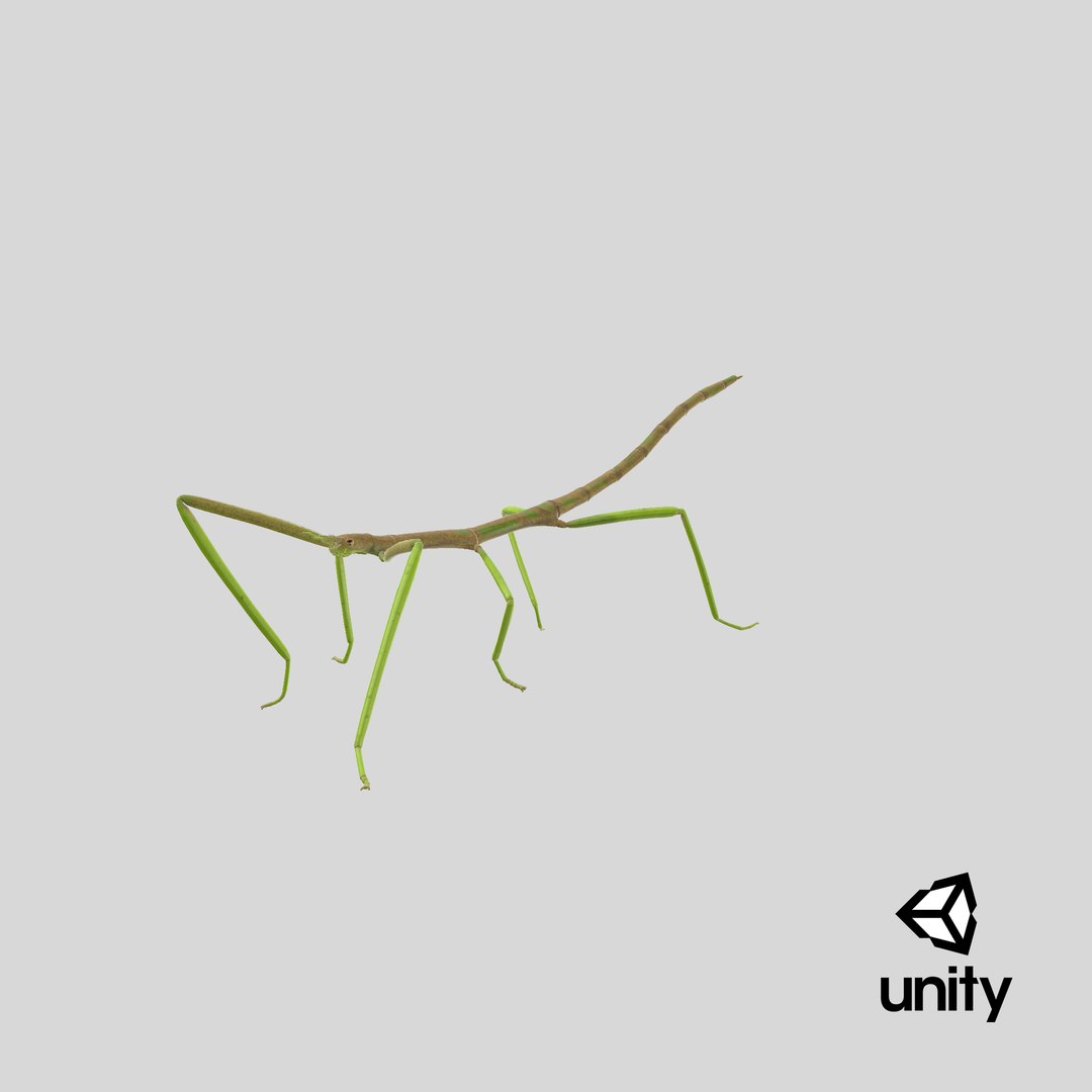 3D phasmatodea stick insect walking https://p.turbosquid.com/ts-thumb/ql/x1I5Tl/uh/stemcell_unity_render/png/1647531678/1920x1080/fit_q87/063378d75ec5c5c22bd069d78aaedf62c80be862/stemcell_unity_render.jpg