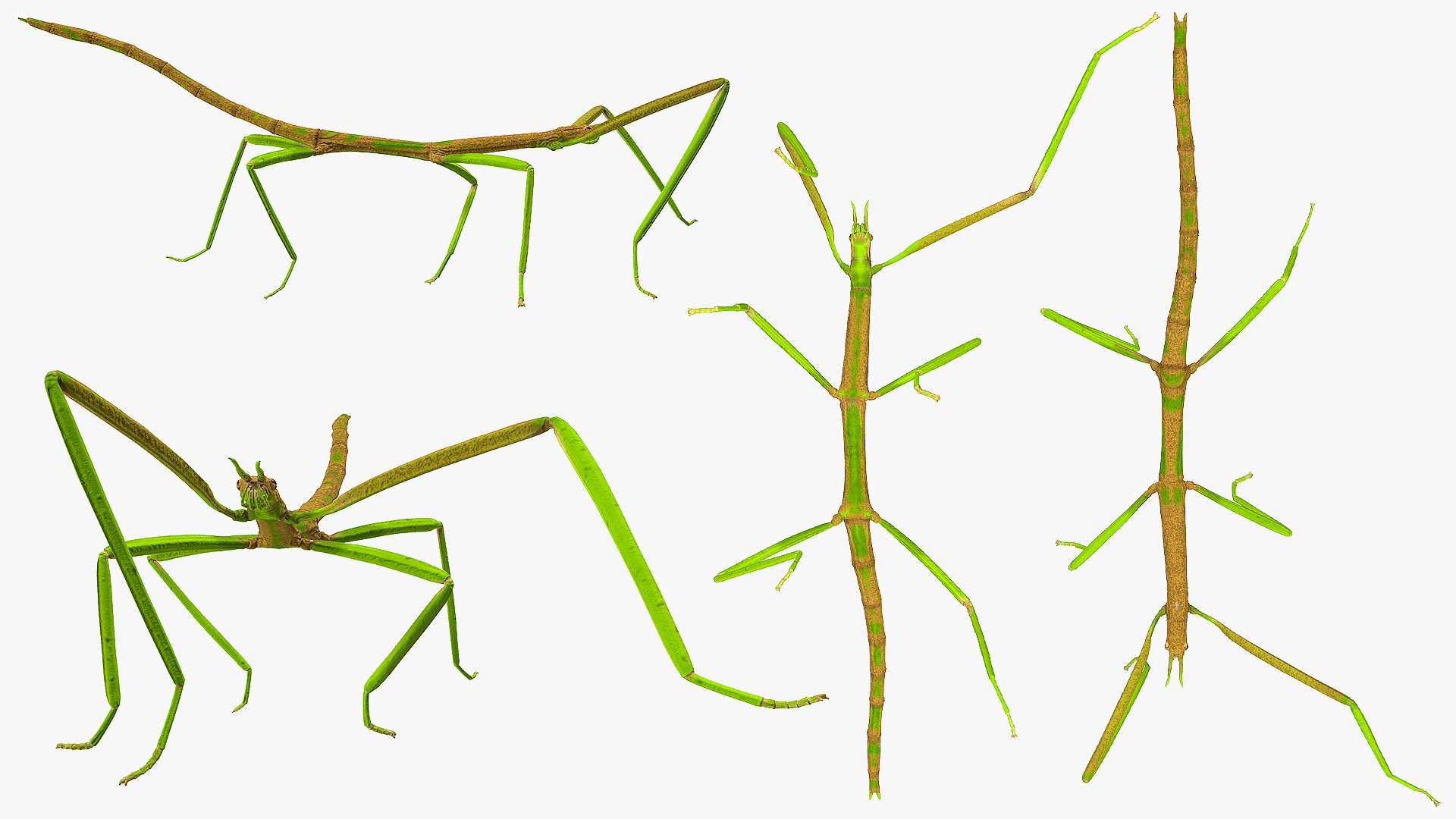 3D phasmatodea stick insect walking https://p.turbosquid.com/ts-thumb/ql/x1I5Tl/vGEHDMn3/phasmatodeastickinsectwalkingc4dmodel008/jpg/1573077601/1920x1080/fit_q87/38d825542442caf152dfb3d9a31f30c982108b94/phasmatodeastickinsectwalkingc4dmodel008.jpg