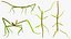 Phasmatodea Stick Insect Walking