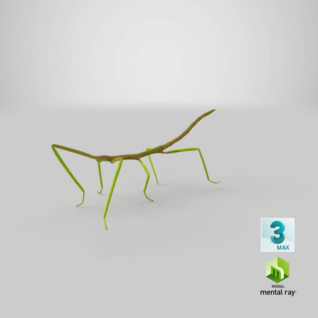 3D phasmatodea stick insect walking https://p.turbosquid.com/ts-thumb/ql/x1I5Tl/x6/stemcell_max_mental_ray_render/png/1647531683/1920x1080/fit_q87/774bd3bddeade257404765215099a38126870a71/stemcell_max_mental_ray_render.jpg