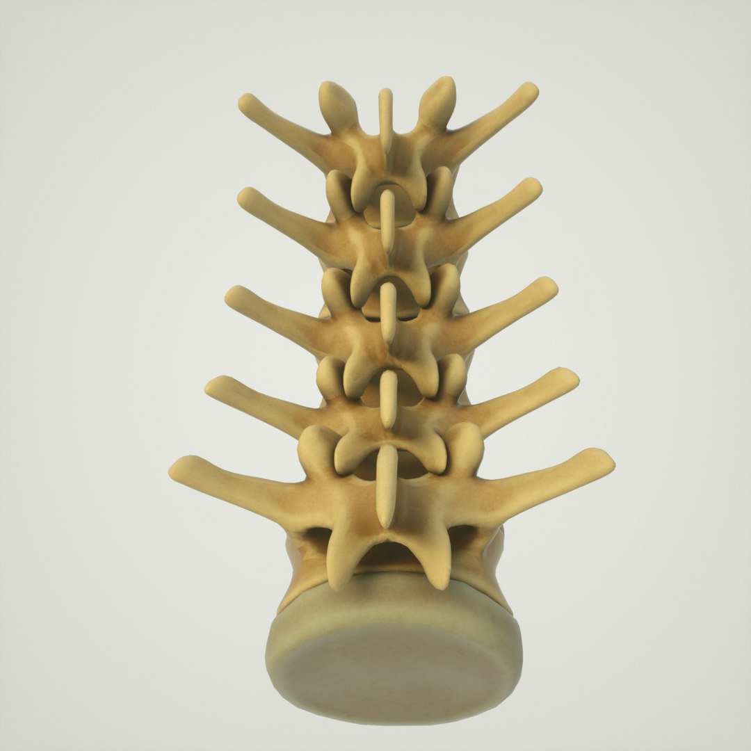 3D Human Lumbar Vertebrae Spine Model - TurboSquid 1380988