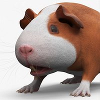 Smooth Coat Guinea Pig Brown White