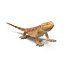 obj bearded dragon pose 2
