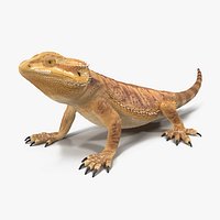 Bearded Dragon Pose 2 3D Model