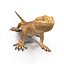 obj bearded dragon pose 2