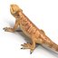 obj bearded dragon pose 2