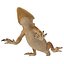 obj bearded dragon pose 2