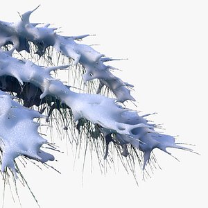 fir branch snow 3d max
